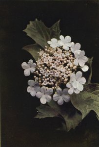 Wild Flowers: Guelder Rose by Charles Essenhigh Corke