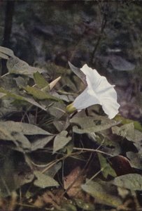 Wild Flowers: Hedge Convolvulus by Charles Essenhigh Corke