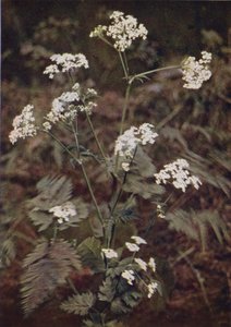 Wild Flowers: Hedge Parsley by Charles Essenhigh Corke