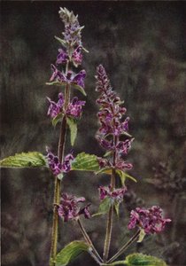 Wild Flowers: Hedge Stachys