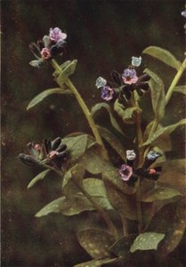 Wild Flowers: Lungwort by Charles Essenhigh Corke