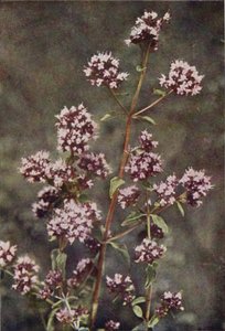 Wild Flowers: Marjoram by Charles Essenhigh Corke