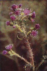 Wild Flowers: Marsh Thistle