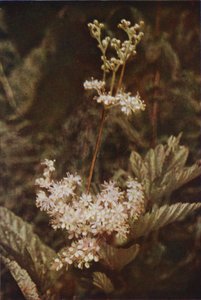 Wild flowers: Meadow-Sweet by Charles Essenhigh Corke