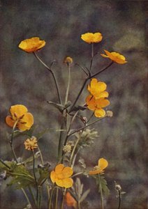 Wild Flowers: Meadow Buttercup