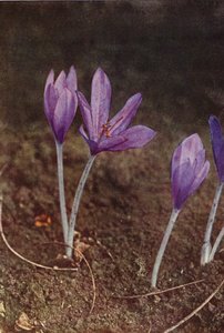Wild Flowers: Meadow Saffron