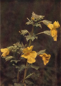 Wild Flowers: Monkey Flower