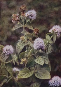 Wild Flowers: Pepper-Mint by Charles Essenhigh Corke