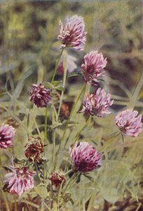 Wild Flowers: Red Clover