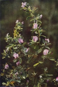 Wild Flowers: Rest Harrow by Charles Essenhigh Corke