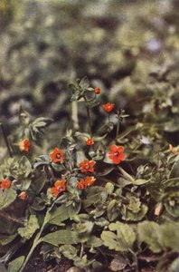 Wild flowers: Scarlet Pimpernel