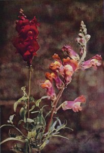 Wild flowers: Snapdragon