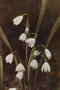 Wild flowers: Snowflake
