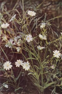 Wild flowers: Stitchwort by Charles Essenhigh Corke