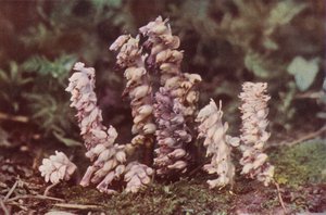 Wild Flowers: Toothwort