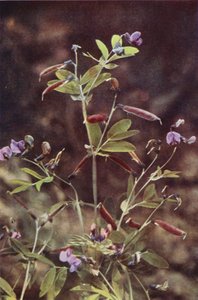 Wild flowers: Tuberous Bitter Pea