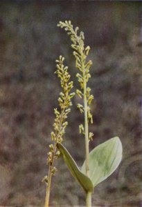 Wild Flowers: Twayblade by Charles Essenhigh Corke