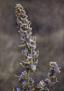 Wild flowers: Viper