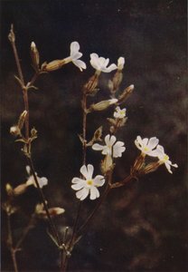 Wild Flowers: White Campion by Charles Essenhigh Corke