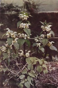 Wild flowers: White Deadnettle by Charles Essenhigh Corke