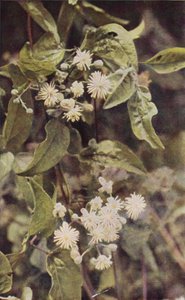 Wild Flowers: Wild Clematis