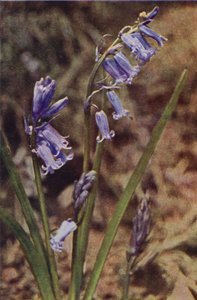 Wild flowers: Wild Hyacinth