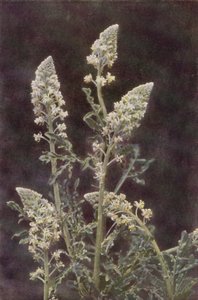 Wild flowers: Wild Mignonette by Charles Essenhigh Corke
