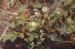 Wild flowers: Wild Strawberry