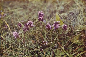 Wild Flowers: Wild Thyme