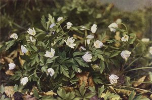 Wild Flowers: Wood Anemone by Charles Essenhigh Corke