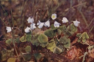 Wild flowers: Wood Sorrel by Charles Essenhigh Corke