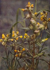 Wild flowers: Yellow Rattle