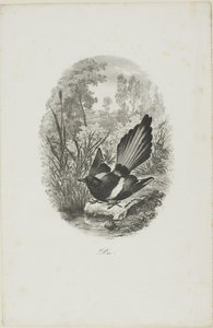 The Magpie by Charles Francois Daubigny