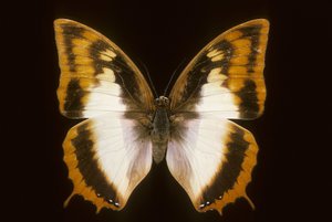 Azota protoclea charaxes