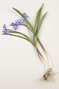 Botanical board, Glory of the Snow