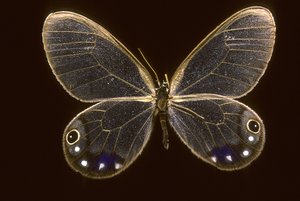 Esmeralda