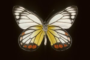 Delias hyparete, Male