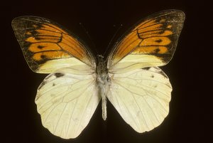 Hebomoia leukippe sulfurea