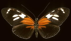 Heliconie