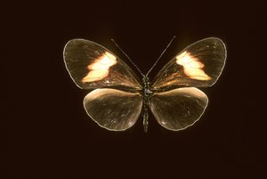 Heliconie Melpomene