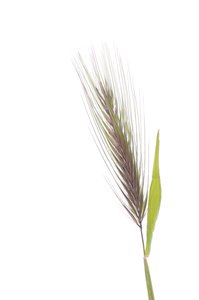 Rat barley