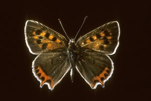 Common Copper