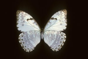 Morpho catenarius