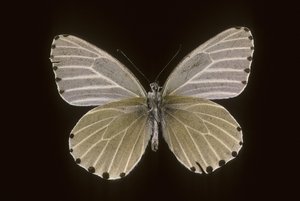 Mylothris humblot