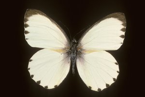 Mylothris ngaziya