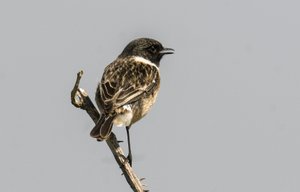 Common Stonechat by Augustus Kollner
