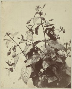 Flower Still Life with Fuchsia by Charles Hippolyte Aubry