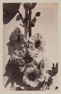 Flower Still Life with Hollyhock by Charles Hippolyte Aubry