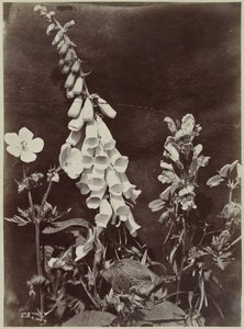 Flower Still Life with Foxglove by Charles Hippolyte Aubry