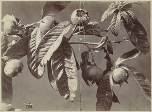 Still Life with Medlars by Charles Hippolyte Aubry
